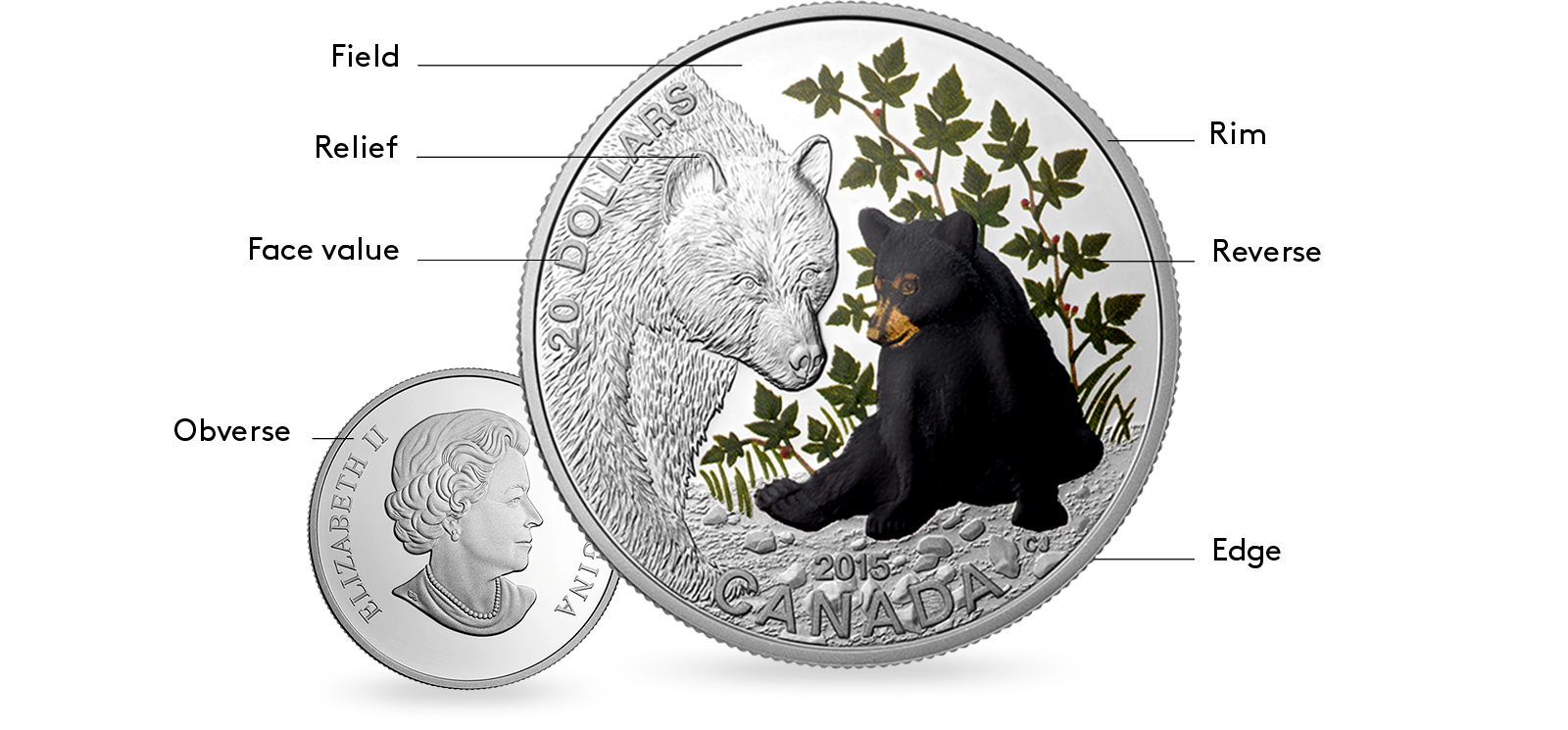 image coin anatomy - silver coin