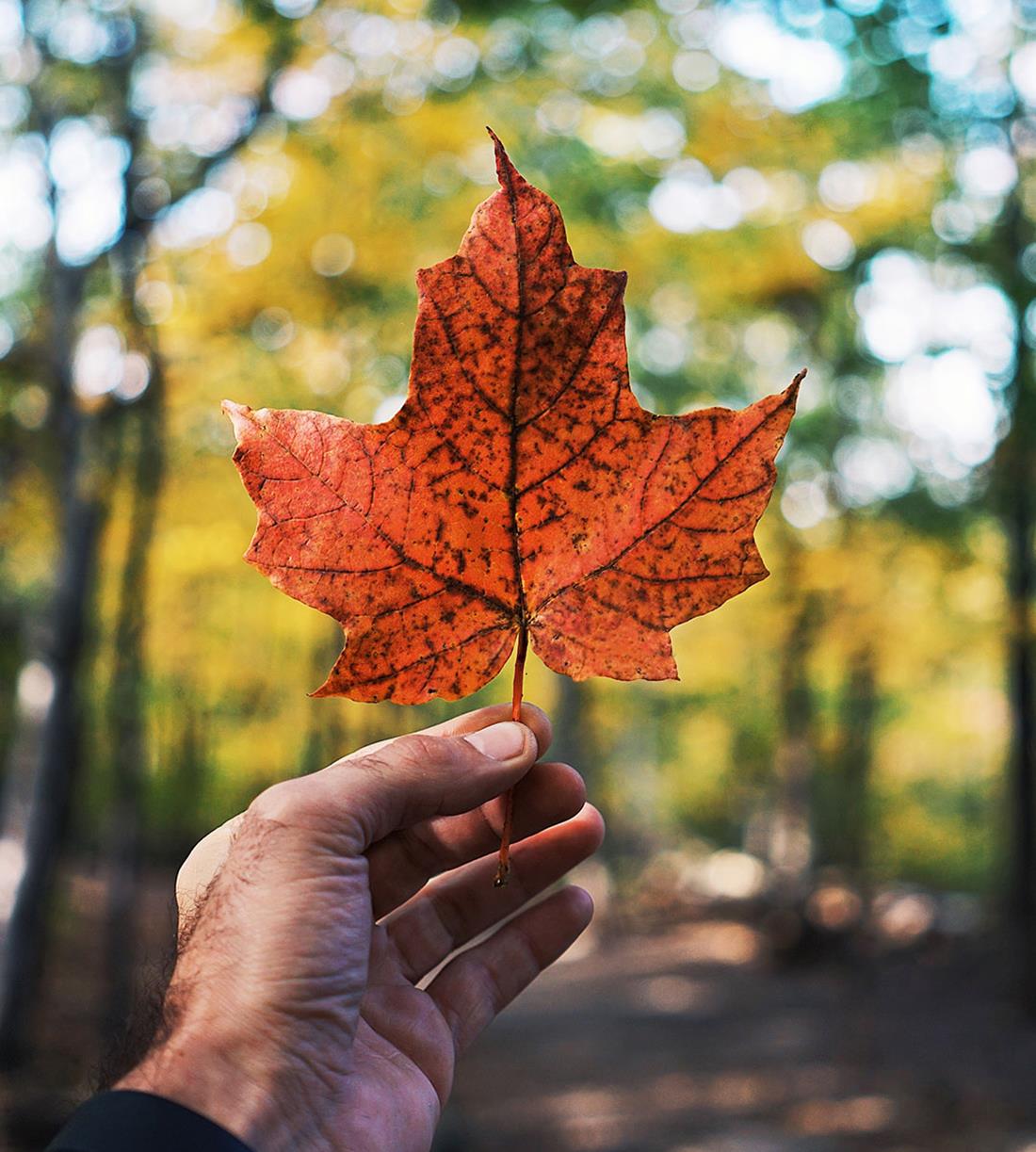 Rediscover Canada’s national tree The Royal Canadian Mint