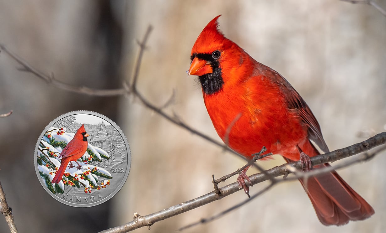 Northern cardinal in a tree image
