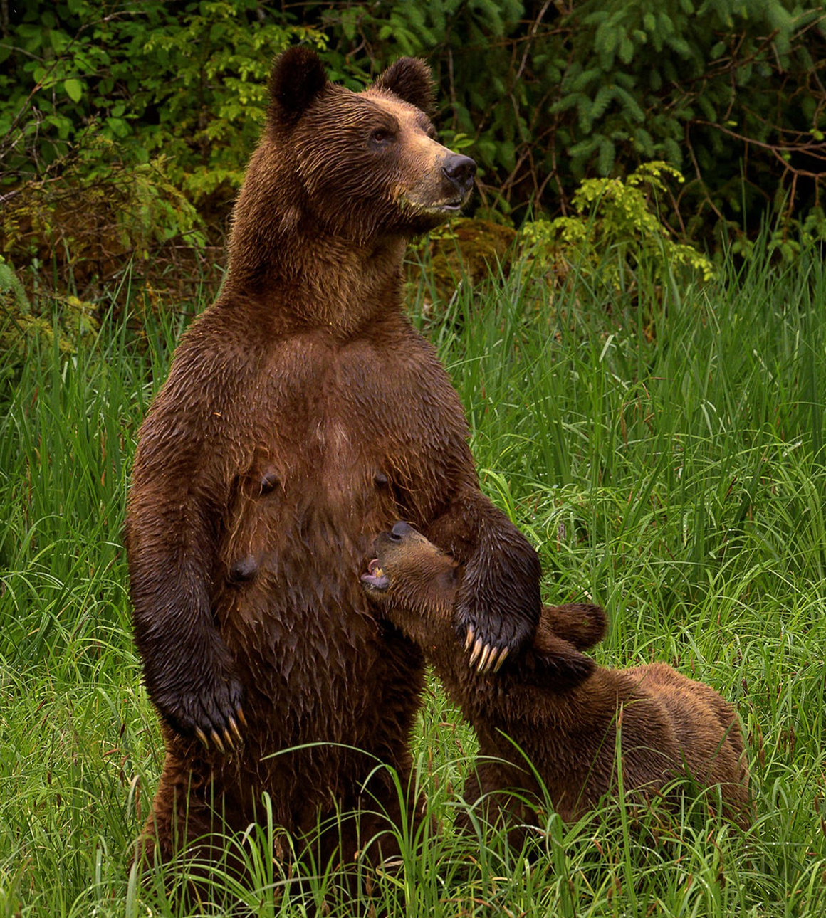 Grizzly Bears: A Multi-faceted Story