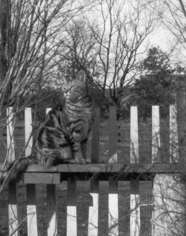 image L. M. Montgomery’s cat Lucky, Norval – ca. 1930s