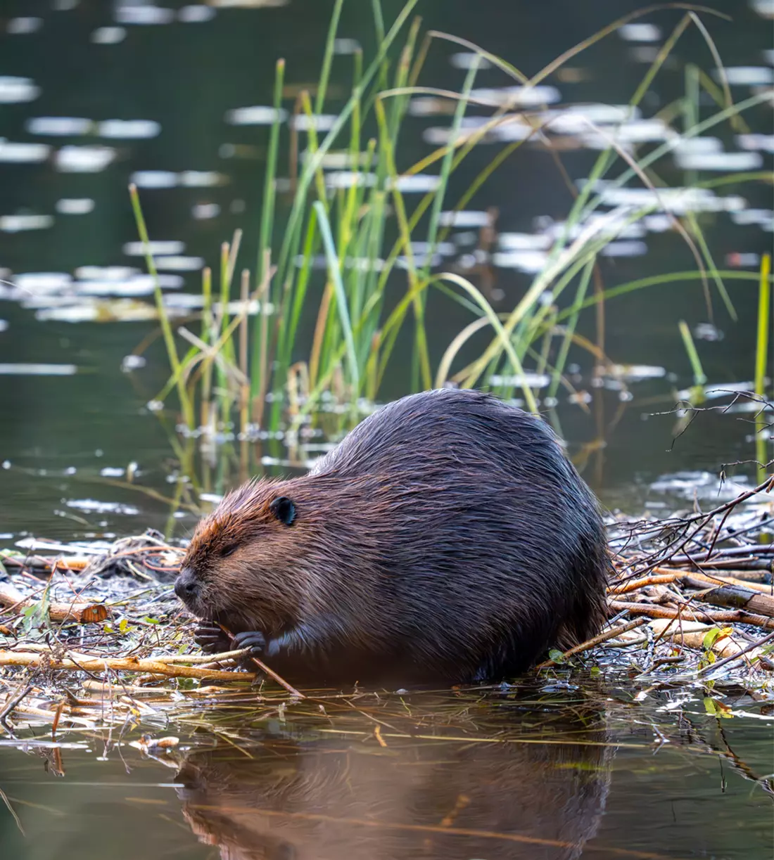 Wh Castor L’héritage du castor : 50 ans comme symbole national du Canada | La ...