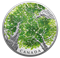 2 oz. Pure Silver Coin - Canadian Canopy: The Maple Leaf