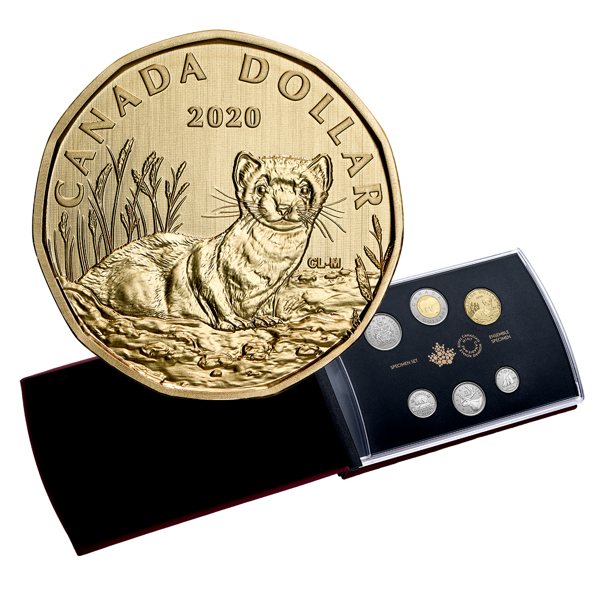 【予約】 Ferret Black-Footed - Set Specimen 6-Coin (2020) Royal The | コレクション