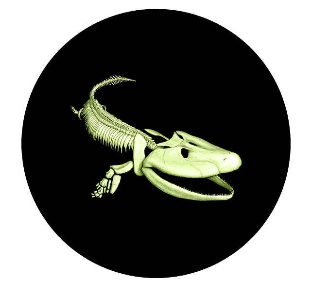 Reference image of Prehistoric Creatures: Tiktaalik - 25-Cent Coloured Glow-in-the-Dark Coin (2014)
