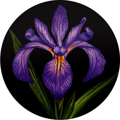 Reference image of Pure Silver Coloured Coin – Blue Flag Iris: Floral Emblems of Canada: Quebec
