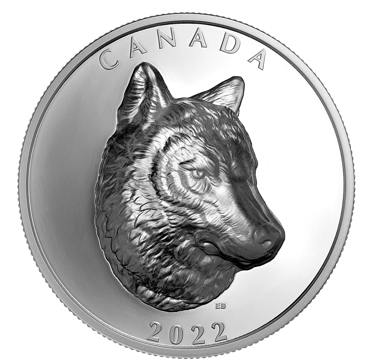 Black And Silver Wolf